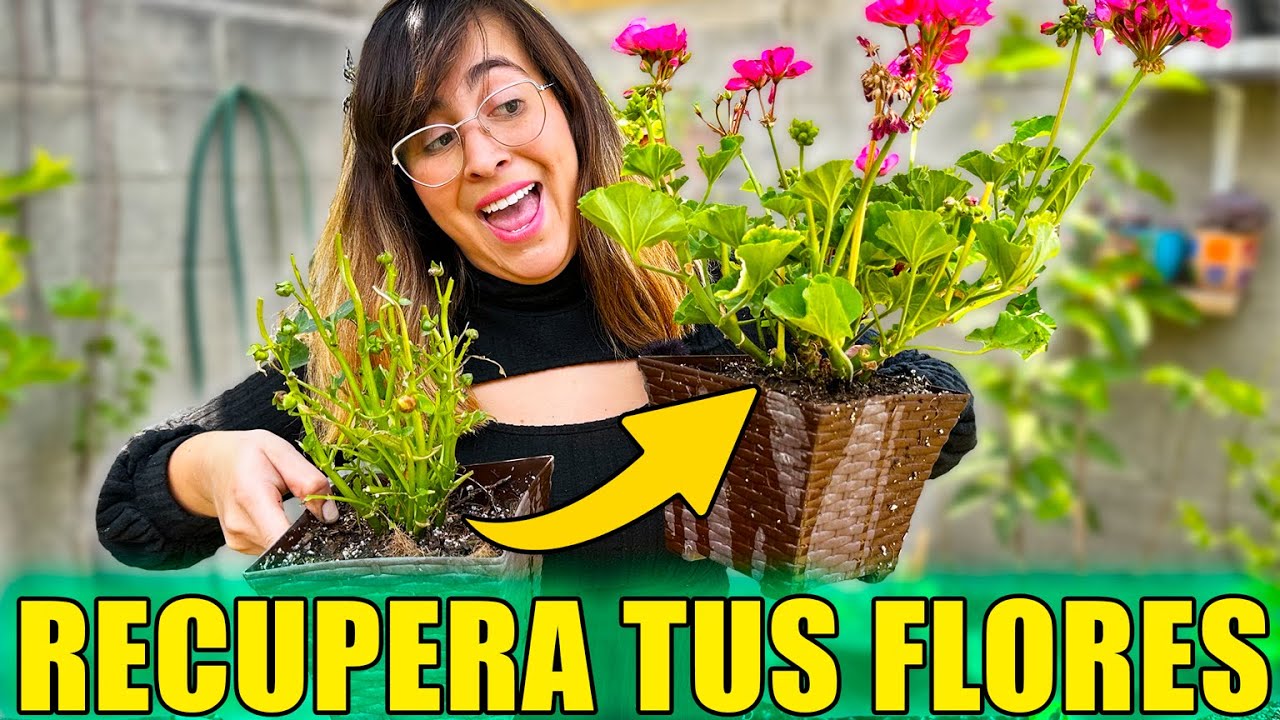 Cómo Revitalizar tus Plantas y Obtener Nuevas Flores 🌸 ¡No las deseches!