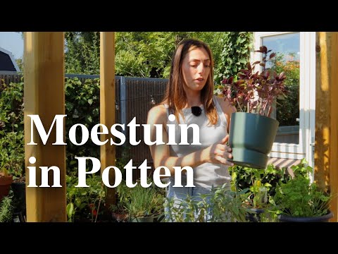 Een moestuin in potten, zo doe je dat | Floor Korte - Floors Moestuin