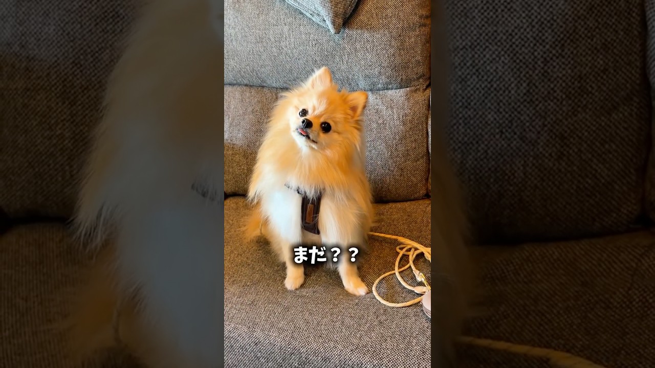 まだ？って顔で待ってるの反則🐶