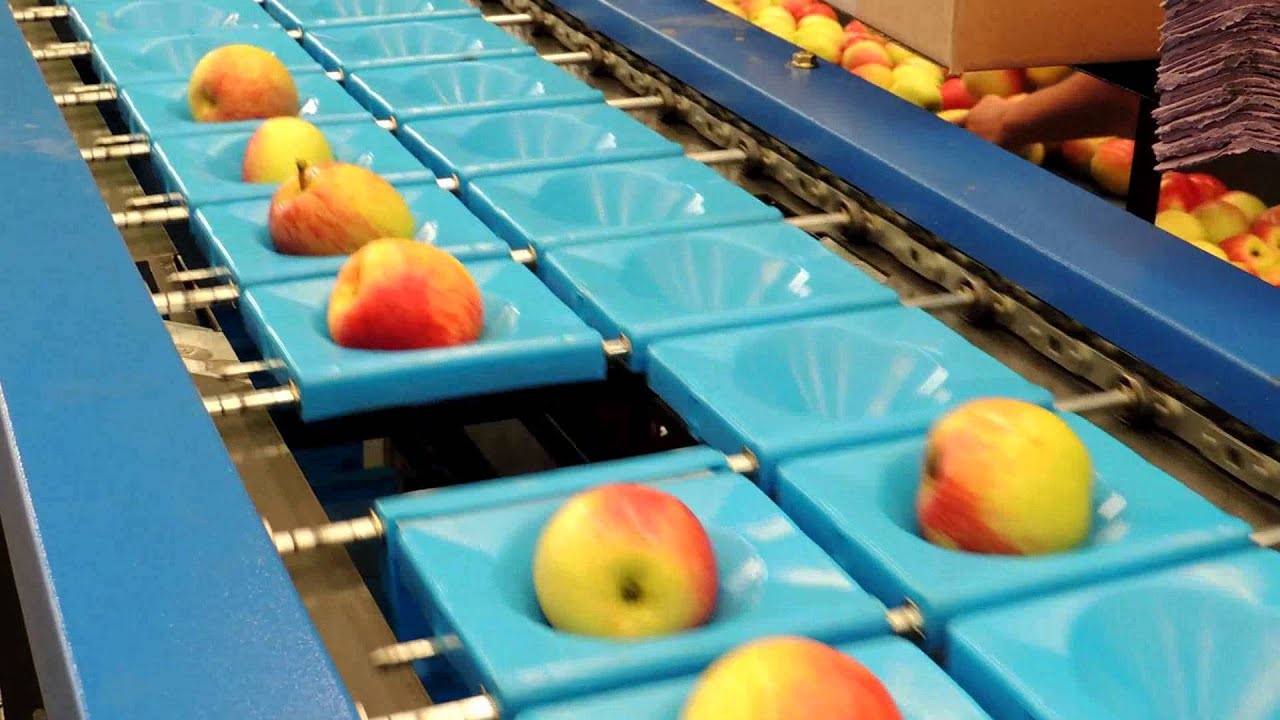 Máquina Classificadora de Frutas - IMZolet