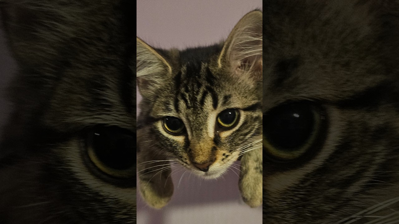 Enlarge Hard Hat and Traffic Cone, a Adoptable Domestic Medium Hair in Everett, WA video 5/5