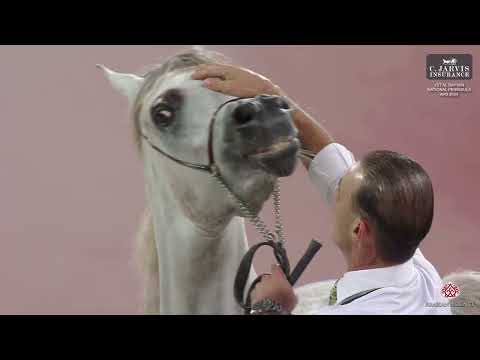 N 51 MB ALYA   1st Al Rayyan National Peninsula AHS 2024   Fillies 2 Years Old Section B Class 2B