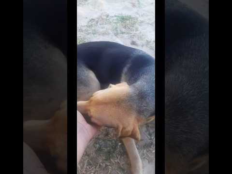 Encontramos uma Cachorrinha  MAGRA e com suspeita de FEBRE em Mucuri- Bahia!