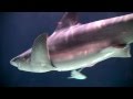 Point Defiance Aquarium, Tacoma 