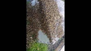 Captured a Swarm in our Queen yard.