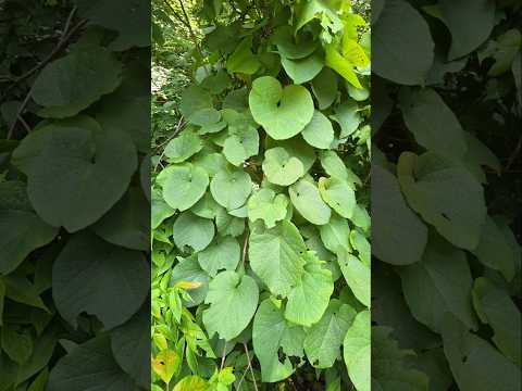 Discover a Key Ecological Plant in Southern Appalachia