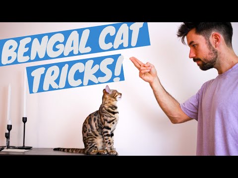 Bengal Cat Doing Tricks - Clicker Training