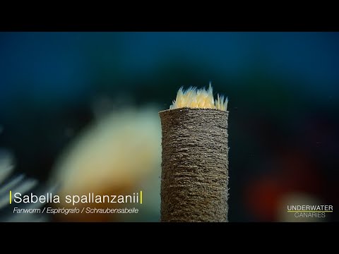 Sabella spallanzanii