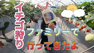 【cossaファミリーの日常】　イチゴ狩りに行ってきたよ