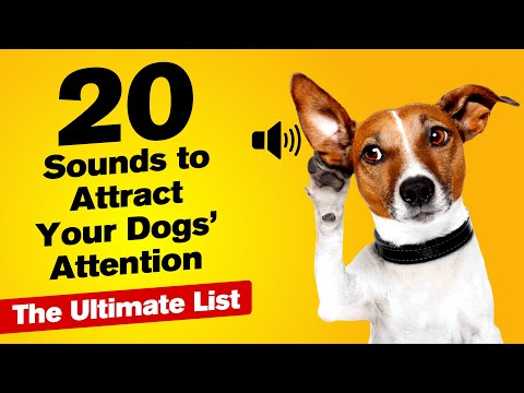 20 Sounds to Attract Your Dogs' Attention 🐶 (The Ultimate List)