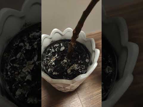 Pleśń w doniczce (cz.1)