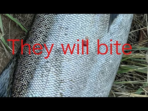 King salmon (bobber downs) low clear water