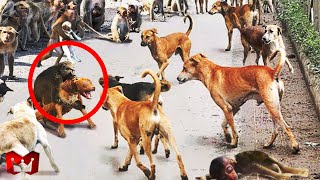 Download lagu Angry Mother Monkey Kills 250 Dogs in India to Avenge Her Baby mp3