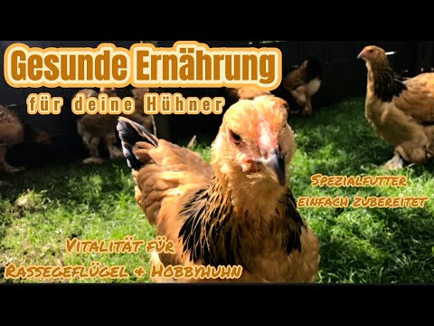 Gesunde Ernährung für Hühner I Spezialfutter I Vitalität erhalten #hühner #geflügel #brahma #huhn