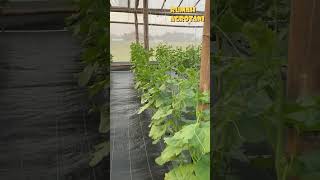 Download lagu Teknologi Menanam Melon Hidroponik Sistem DFT mp3