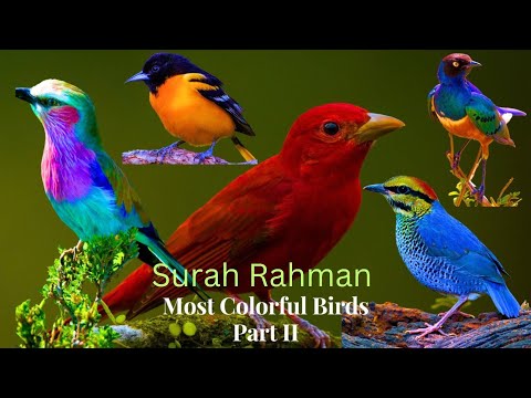 Bird Sounds Spectacular : Morning Bird Sound Birds of Amazon 4K -| Surah rahman