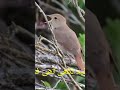 Beautiful Nazam Lagta Nhi H ️ Dil Mera Ujde Dayar Me