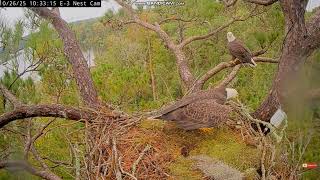 KNF Bald Eagle -bielik amerykański - Alex II  &  E-3 F-7 z wizytą w gnieździe 2025 10 26