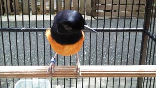 Download lagu MEMBAHAS MURAI BATU BETINA HITAM #8 Agak Sulit membedakan TAPI setelah Melihat ini Tidak Lagi.. mp3