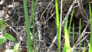 preview picture of video 'Rattlesnake, Swale Canyon, Klickitat County, WA'