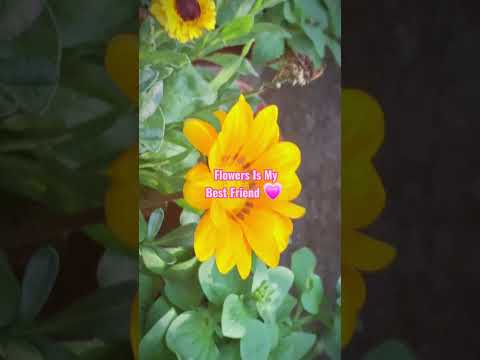Flowers Are My Best Friend #flowers #friendship #bestfriend #ytshorts