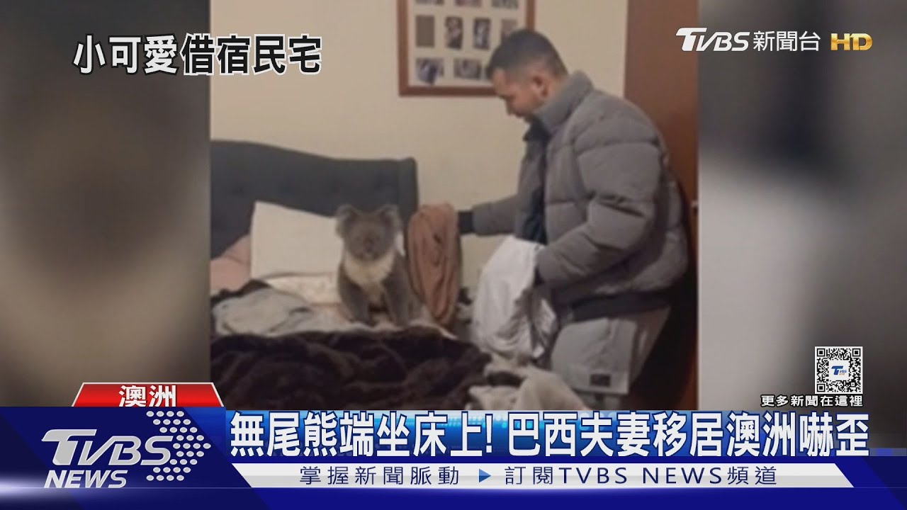 車站!院子!臥室!澳洲野生無尾熊棲息地縮減 頻闖城市鬧區