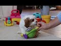 Cavapoo dogs for sale: Ace - Video 1