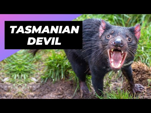 Tasmanian Devil 🌪 One Of The Worst Mothers In The Animal Kingdom #tasmaniandevil #tasmanian #devil