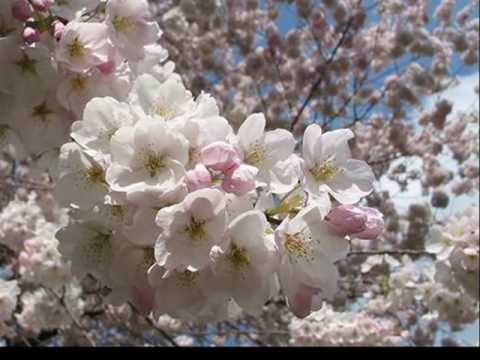 Keiko Matsui - Bonfire in the Piano