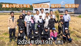 Học sinh lớp 5 trường Tiểu học Shinryu "Trải nghiệm làm ruộng lúa" - Thu hoạch lúa (nông trại Takada) và phơi lúa (trường Tiểu học Shinryu) - Một trải nghiệm quý giá tràn đầy niềm vui và cảm giác thành tựu! - YouTube