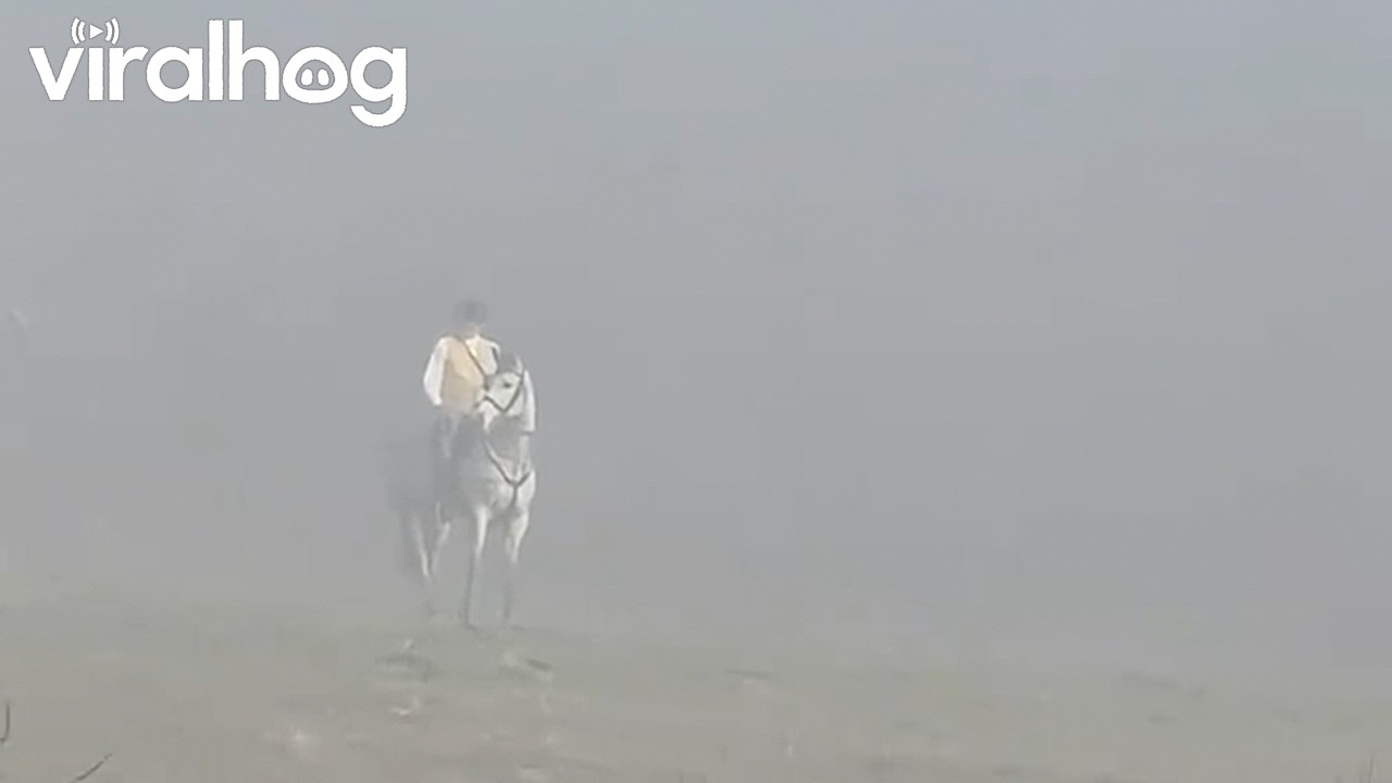 Ghostly Horseback Rider Spotted in the Fog || ViralHog