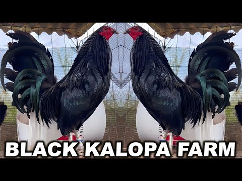 Pure Black Hatch Dan Gray Kelso KALOPA FARM Beautiful Birds HAWAII