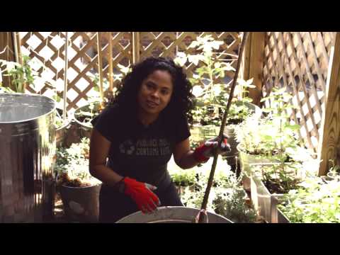 download lagu mp3 mp4 Cherry Blossom Tree Bare Root, download lagu Cherry Blossom Tree Bare Root gratis, unduh video klip Cherry Blossom Tree Bare Root