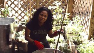 preview picture of video 'Container Gardening: Bare Root Cherry Tree'
