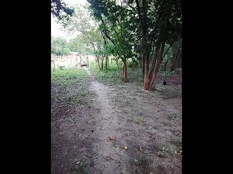 Karaja (macaco) aullando en una isla de Costa Yabebyry Misiones Paraguay