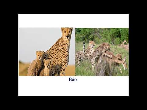 TH Hùng Sơn 1 Khoa học lơp 5 Bài 60 Sự nuôi và dạy con của một số loài thú