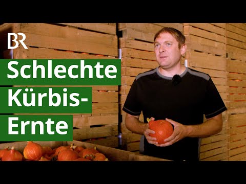 Trockenheit und Hitze: Hokkaido Kürbisse sind zu klein | Landwirtschaft | Ernte | Unser Land | BR