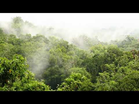 Rainforest sound 11 hours  Rainforest Reverie, natural sound of a rainforest for relaxation