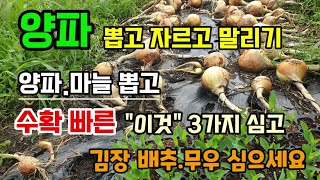 양파수확시기 뽑고 자르고 말리는방법 마늘.양파뽑고 그자리에 수확이 빠른 이것3가지 심고 가을작물 김장배추무우…