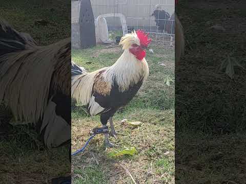 Pollo de 6 meses Flarry Eyes JR Belt