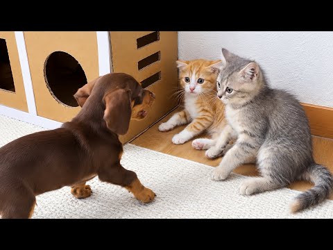 YouTube 썸네일