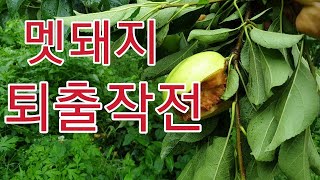 [멧돼지  퇴출작전] 사과를 지켜라