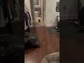 Benny the super chihuahua puppy