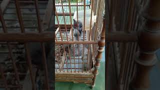 Download lagu Koak kaok gacor lombok mp3