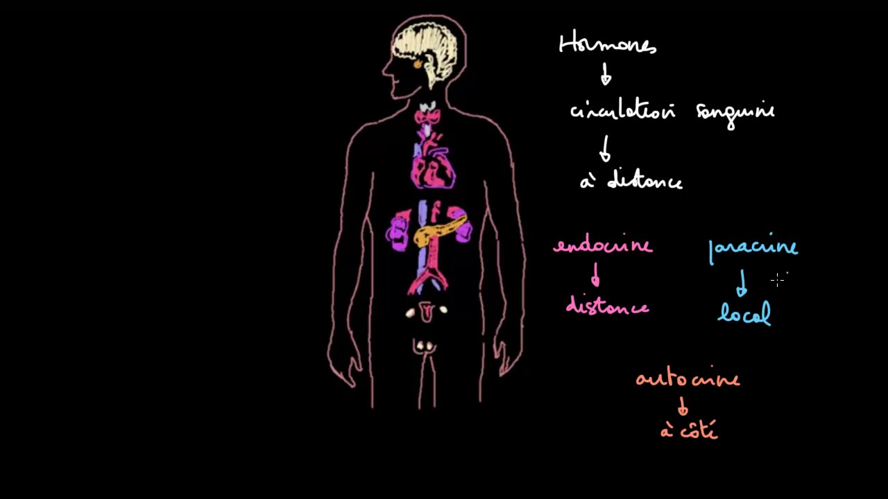 Introduction au système endocrinien