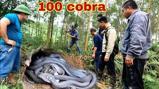 6 Hunter confront 100 cobra