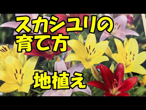 園芸 ユリの挿し木