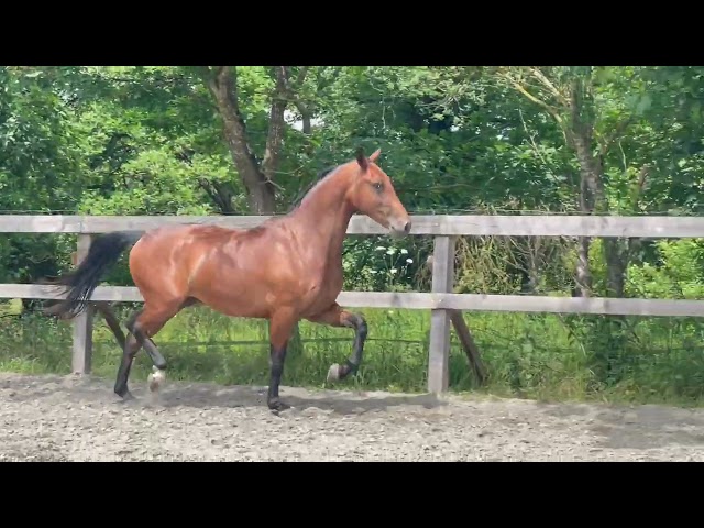 Castrone Altre Razze di Cavalli In vendita 2022 Baio ,  Jovian