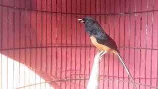 Download lagu Murai Batu Nembak Love Bird (si 0m_Bax) mp3