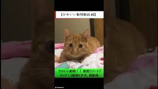 【かわいい動物動画 #3】かわいい動物！！ 動画でハートアタック！#動物#子犬、猫動画 #シニア向け #歴史 #60歳代 #シニア向け #歴史 #60歳代 #ヒューマンドラマ #名言 #若い頃